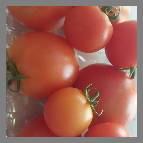 Geschmackvolle Tomaten von unserem Feld, ohne Chemie, nur kurz