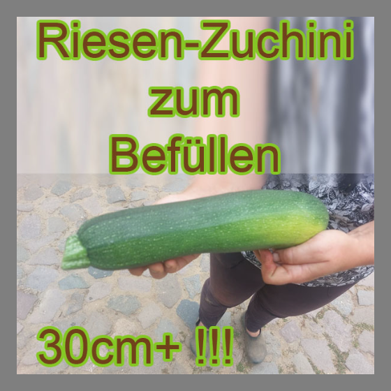 Riesen-Zucchini zum Befüllen